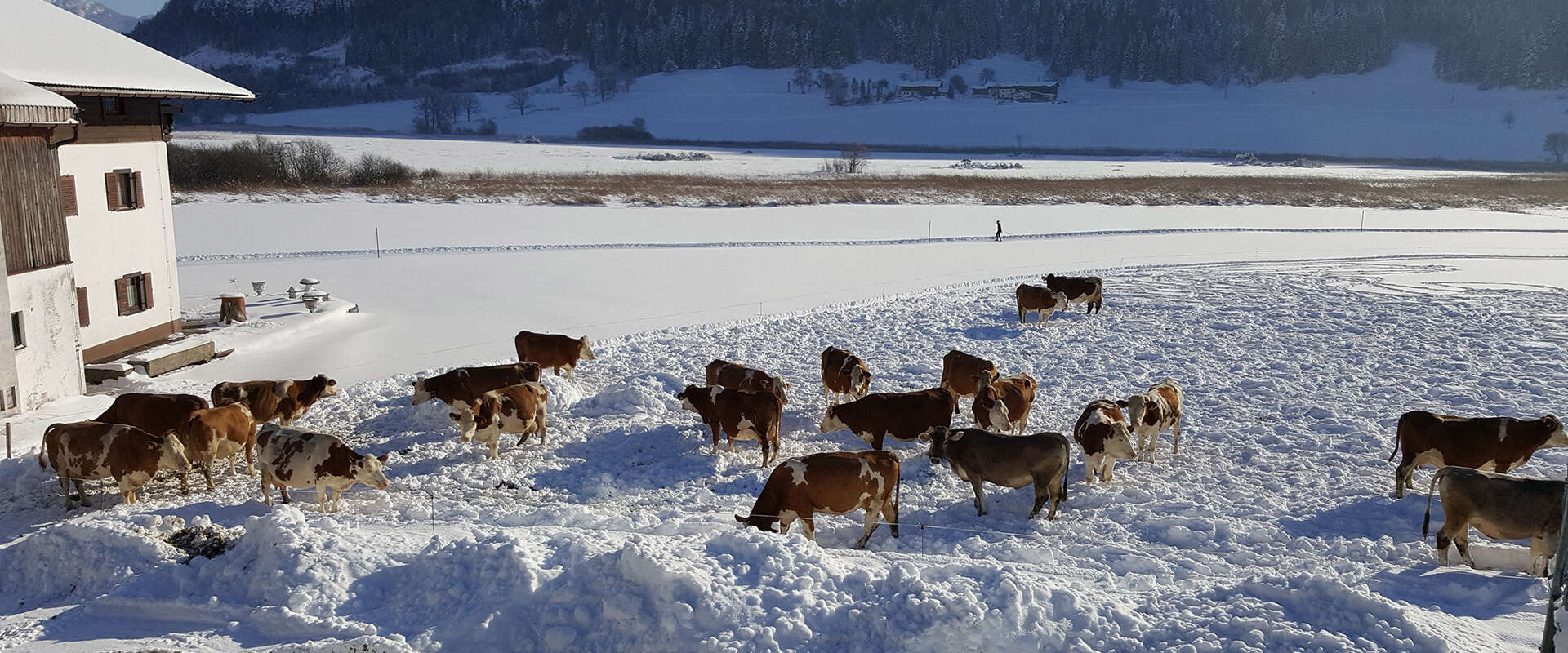 Cows outdoors in winter in front of the Pfandlhof